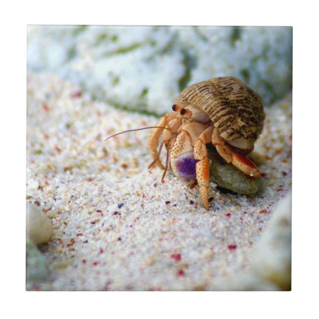 Carreau Poncez le crabe, Curaçao, îles des Caraïbes, photo (Devant)