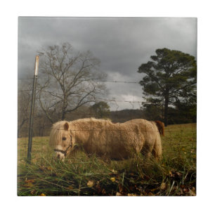 Carreau Poney miniature blond / Cheval