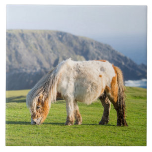 Carreau Poney Shetland dans un pâturage près de hautes fal