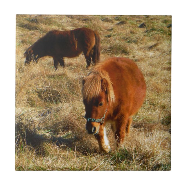 Carreau poneys miniatures à cheval (Devant)