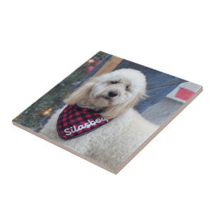 Carreau Poodle