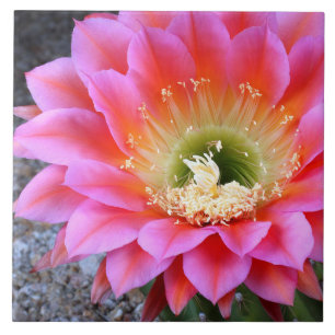 Carreau Pop de cactus rose