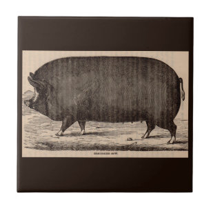 Carreau Porc du 19ème siècle de truie de Berkshire de