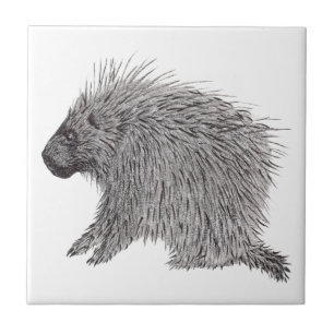 Carreau Porcupine