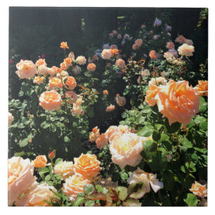 Carreau Portland Rose Garden