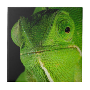 Carreau Portrait de caméléon à cou plat