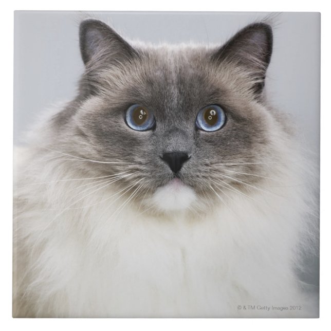 Carreau Portrait de chat de Ragdoll (Devant)