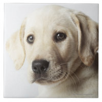 Portrait de chiot blond de labrador retriever