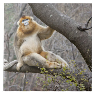 Carreau Portrait de singe doré mâle dans un arbre