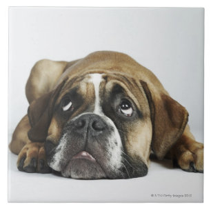 Carreau Portrait de vieux Tyme bouledogue de Dorset