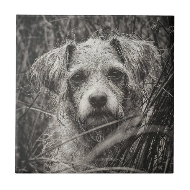 Carreau Portrait noir et blanc mignon et chiot photo (Devant)