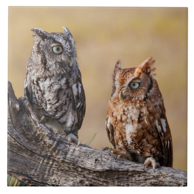 Carreau Pose de l'arbre à vis de l'est (Devant)