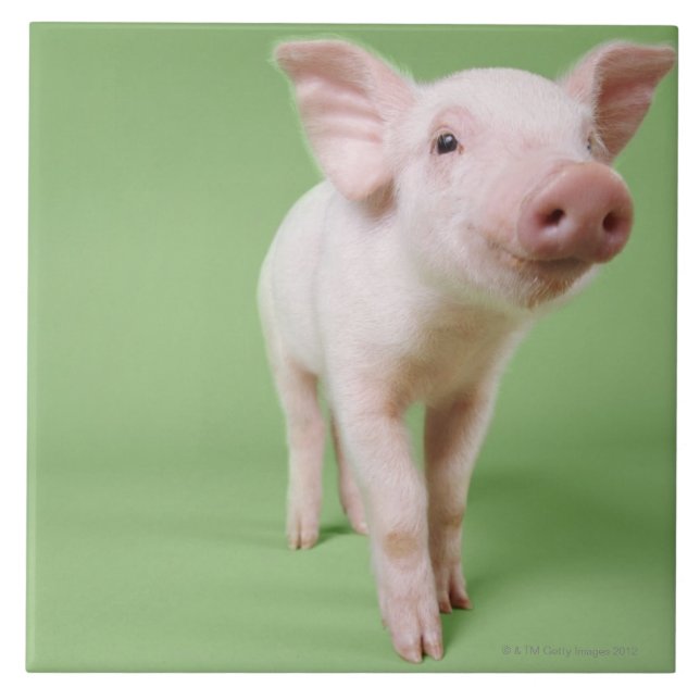 Carreau Position de porcelet (Devant)