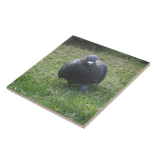 Carreau Poster une tuile de pigeon