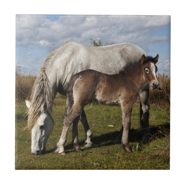 Carreau Poulain de cheval de Camargue avec sa mère (Devant)