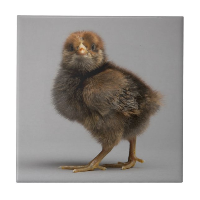 Carreau Poulet de bébé (Devant)