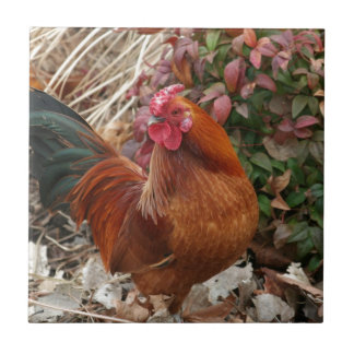 Carreau Poulet de coq nain de Nankin