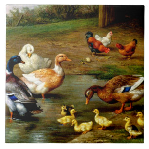 Carreau Poulets, Canards Et Canards À La Ferme