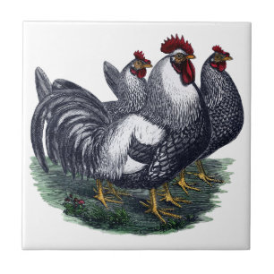 Carreau Poulets vintages