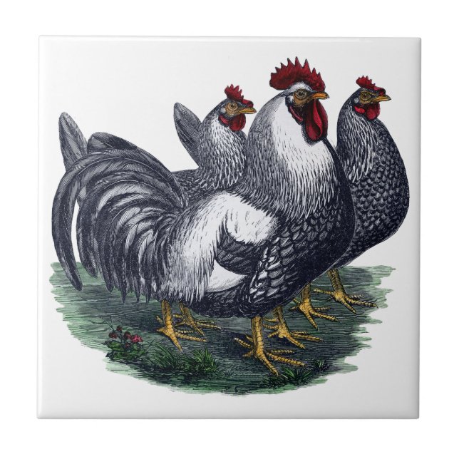Carreau Poulets vintages (Devant)