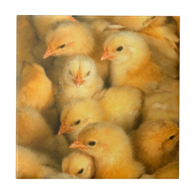 Carreau Poussins jaunes de bébé (Devant)
