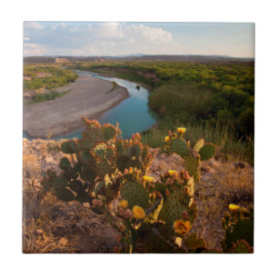 Carreau Prickly Pear Cactus (Opuntia Sp.)
