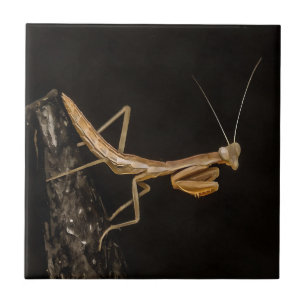 Carreau Prière Mantis Belle Et Déplaisante Insecte Art