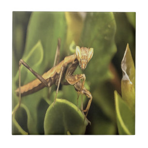 Carreau Prière Mantis Portrait Insect Art