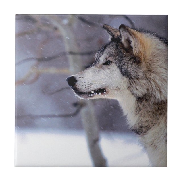 Carreau Produits enroués noirs de chien (Devant)