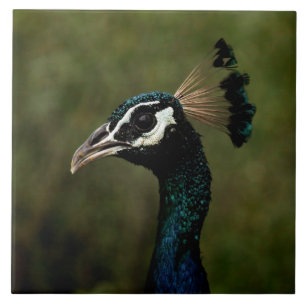 Carreau Profil de Peacock