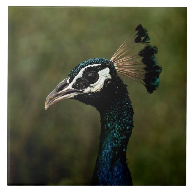 Carreau Profil de Peacock (Devant)