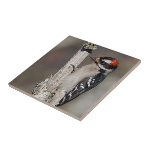 Carreau Profil d'un Pic Downy mâle