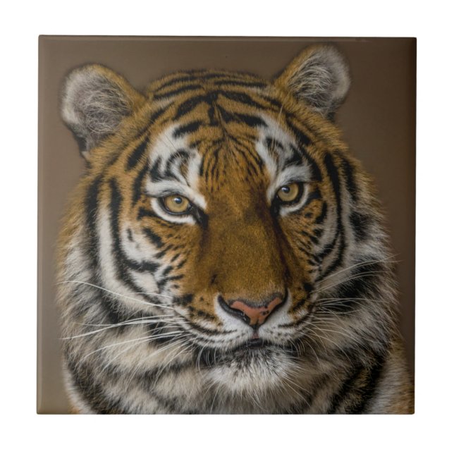 Carreau Profil Tiger (Devant)