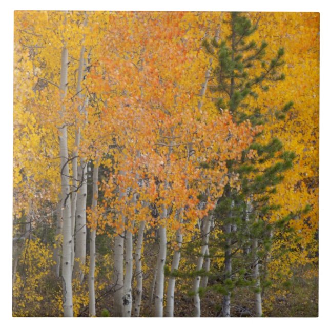 Carreau Provo River et peupliers faux-trembles (Devant)