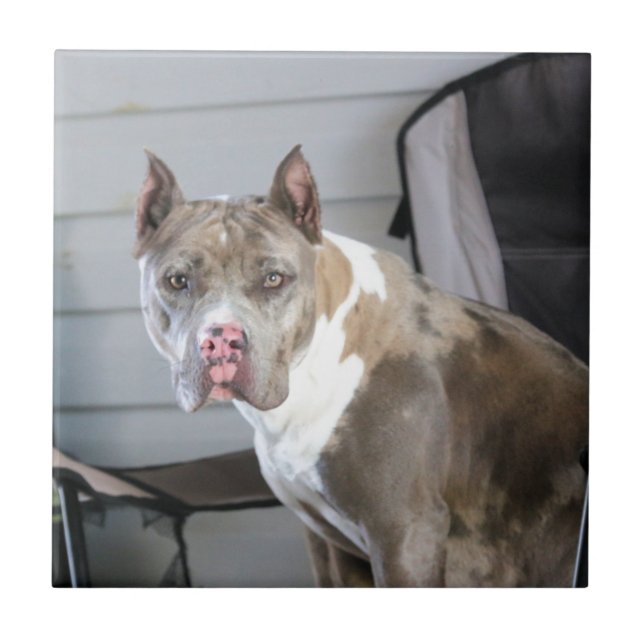 Carreau Puce (Devant)