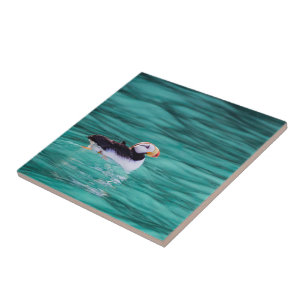 Carreau Puffin Dans La Baie De Résurrection, Alaska