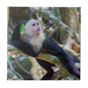 Carreau Pura vida pour le singe capucin à tête blanche