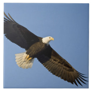 Carreau Pygargue à tête blanche, Haliaeetus leucocephalus,