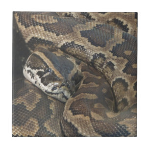 Carreau Python birman