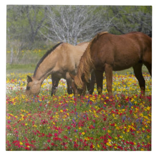 Carreau Quarter Horse dans le champ de fleurs sauvages prè