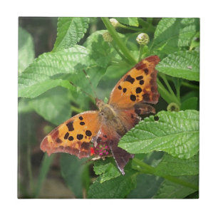 Carreau Question Mark Butterfly on Lantana