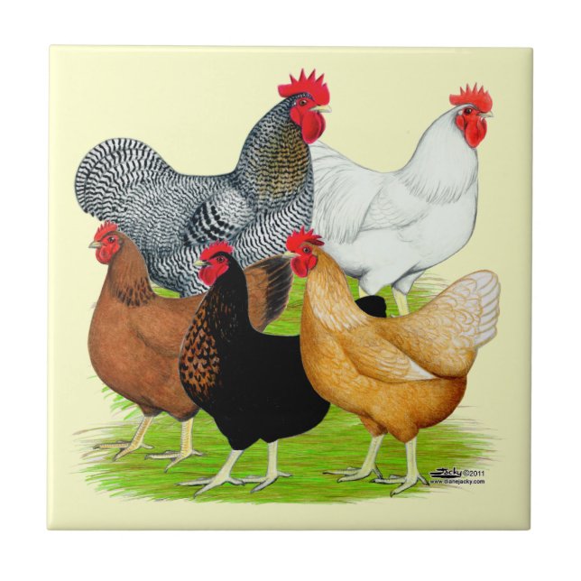 Carreau Quintette de poulet liée au sexe (Devant)