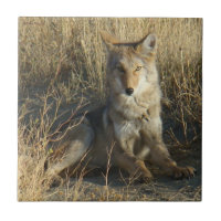 R15 Coyote Couché