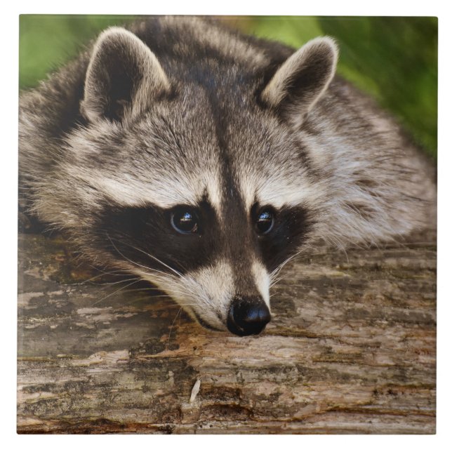Carreau Raccoon mignon reposant sur un journal (Devant)