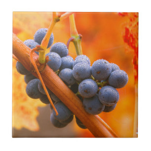 Carreau Raisin de vigne dans le vignoble