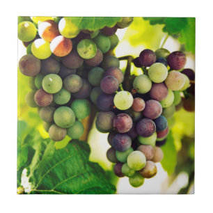 Carreau Raisins merveilleux de vigne, nature, automne Sun