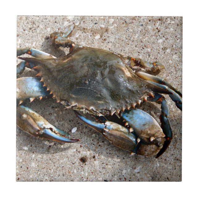 Carreau Rampement de crabe bleu (Devant)