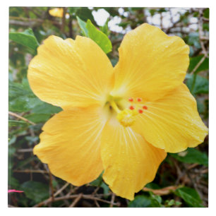 Carreau "Rayonnement d'or : Fleur d'Hibiscus jaune sur un 