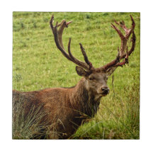 Red Deer Stag
