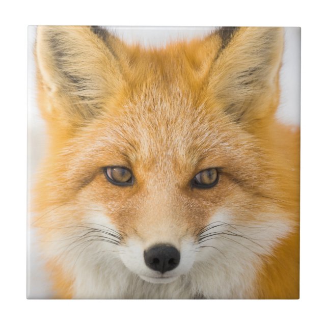 Carreau Red Fox Portrait (Devant)